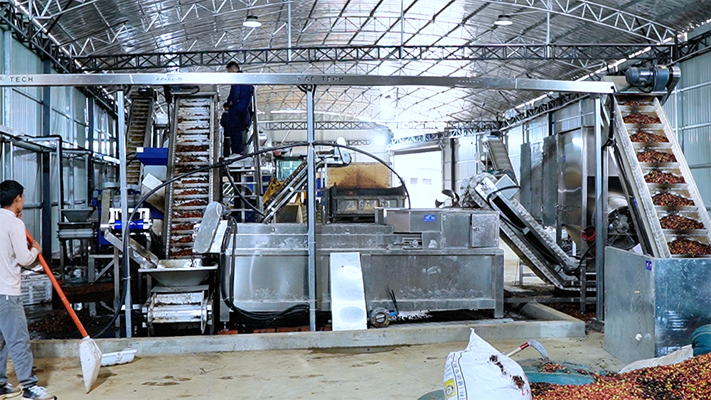 Coffee fresh fruit processing production line in Yongde County, Lincang City, Yunnan Province